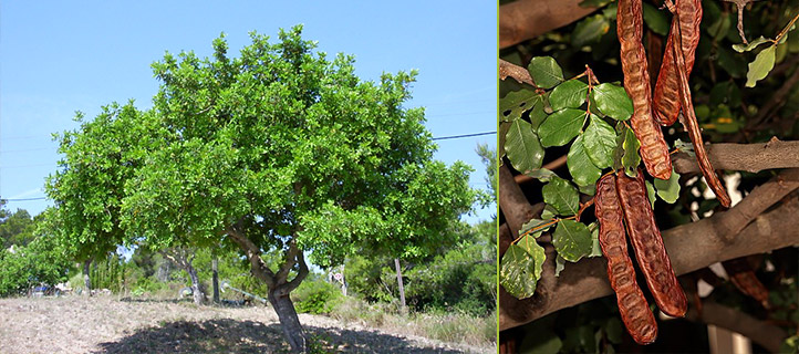Drzewo Ceratonia siliqua, zwane również Algarrobo europeo 