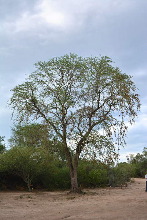 Bulnesia Sarmientoi