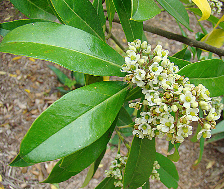 Fot. 3. Kwiaty Yerba Mate — ostrokrzew paragwajski 