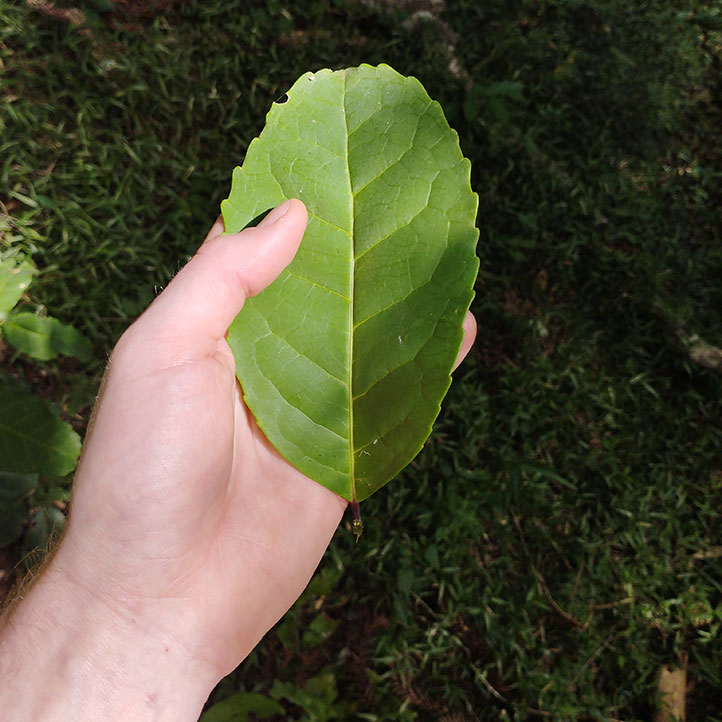 Fot. 2. Liść Yerba Mate — ostrokrzew paragwajski 