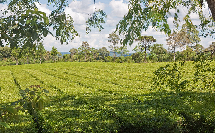 Fot. 5. Plantacja: krzewy Yerba Mate — ostrokrzew paragwajski 