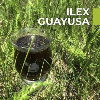 Ilex Guayusa - pochodzenie i właściwości